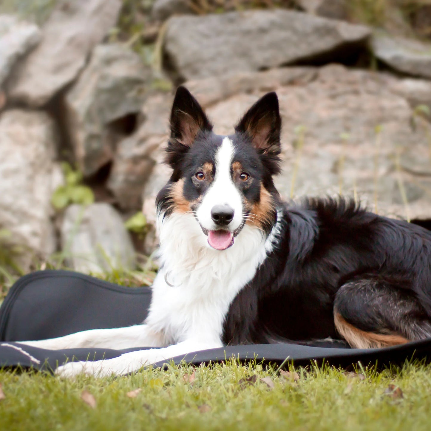 Back On Track Therapeutic Dog Bed Liner - Black, Small (30" x 23") - Infrared Joint Support