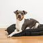 Back On Track Therapeutic Dog Bed with Welltex - Black - Medium 31x39 (80x100cm)