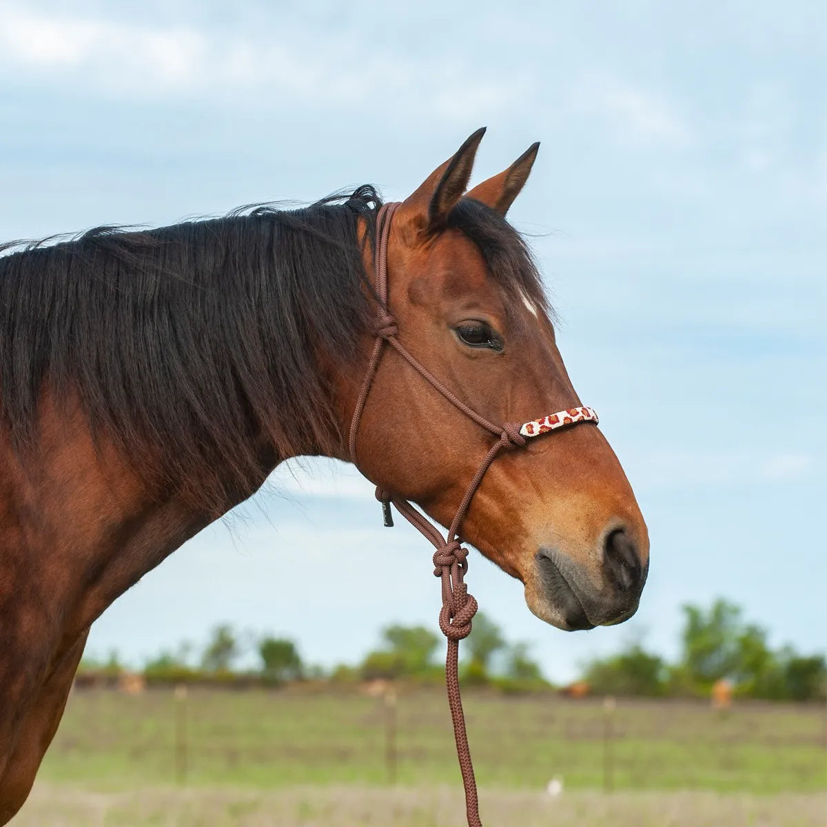Cashel Beaded Leopard Rope Halter showcased on a bay horse. This brown rope halter features a chic beaded leopard print noseband, blending Western style with rugged durability. Perfect for daily training or trail riding, this high-quality horse halter provides a secure fit and professional look. A must-have accessory for stylish equestrian gear collections.