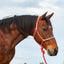 Cashel Beaded Nose Rope Halter in Pink on a bay horse, featuring an intricately beaded geometric noseband and a matching 9-foot lead. This durable western horse tack combines functionality with a vibrant pop of color, ideal for training and daily handling. A stylish and high-quality equestrian essential for horse owners seeking premium gear with a unique, decorative touch.