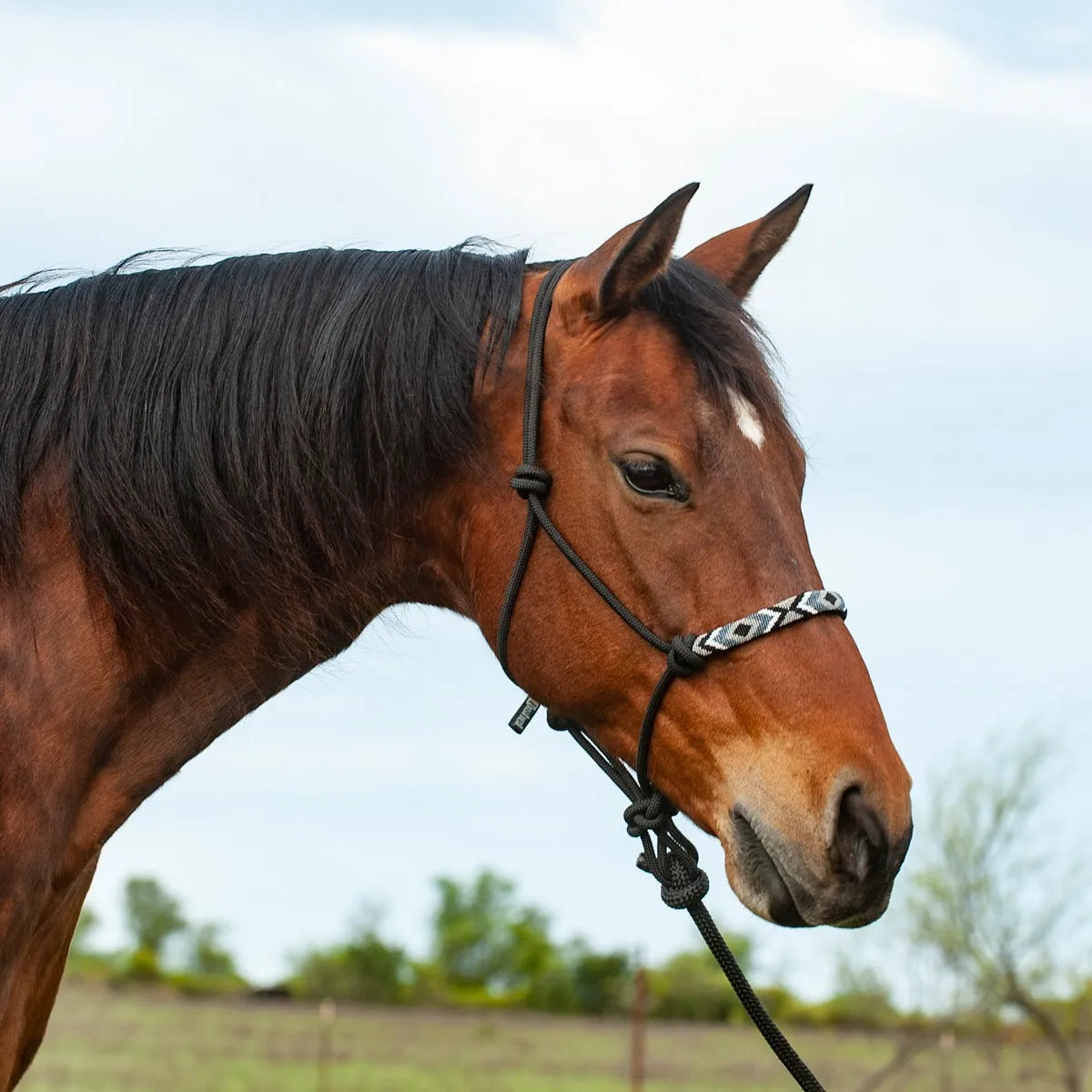Cashel Beaded Nose Rope Halter with 9ft Lead on a bay horse. This durable black rope halter features a stylish geometric beaded noseband in white, grey, and black. The high-quality equestrian tack includes a matching heavy-duty lead rope, ideal for horse training and everyday use. The profile shot highlights the brand's quality craftsmanship and elegant design, making it a perfect addition to any western horse owner's gear collection.