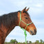 Cashel Beaded Nose Rope Halter in vibrant lime green on a bay horse. This stylish equestrian tack features a colorful geometric beaded noseband and includes a matching 9ft lead rope. Durable and professional-grade, this rope halter is ideal for natural horsemanship, training, or everyday western riding. High-quality horse equipment designed for both performance and a unique western flair.