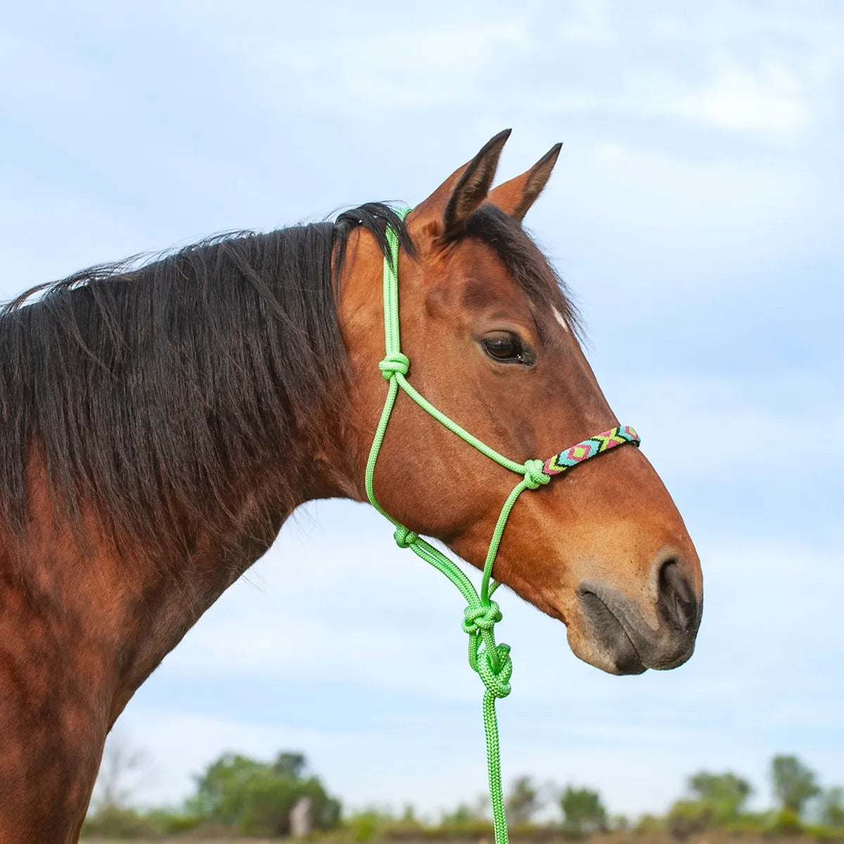 Cashel Beaded Nose Rope Halter in vibrant lime green on a bay horse. This stylish equestrian tack features a colorful geometric beaded noseband and includes a matching 9ft lead rope. Durable and professional-grade, this rope halter is ideal for natural horsemanship, training, or everyday western riding. High-quality horse equipment designed for both performance and a unique western flair.