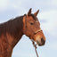 Cashel Beaded Nose Rope Halter with Lead in Chocolate shown on a bay horse. This premium western rope halter features a striking red, yellow, and white beaded noseband for an artisanal touch. Crafted with durable chocolate brown rope, it includes a matching lead rope, making it ideal for horse training, ground work, or trail riding. A stylish and functional addition to any equestrian tack collection.