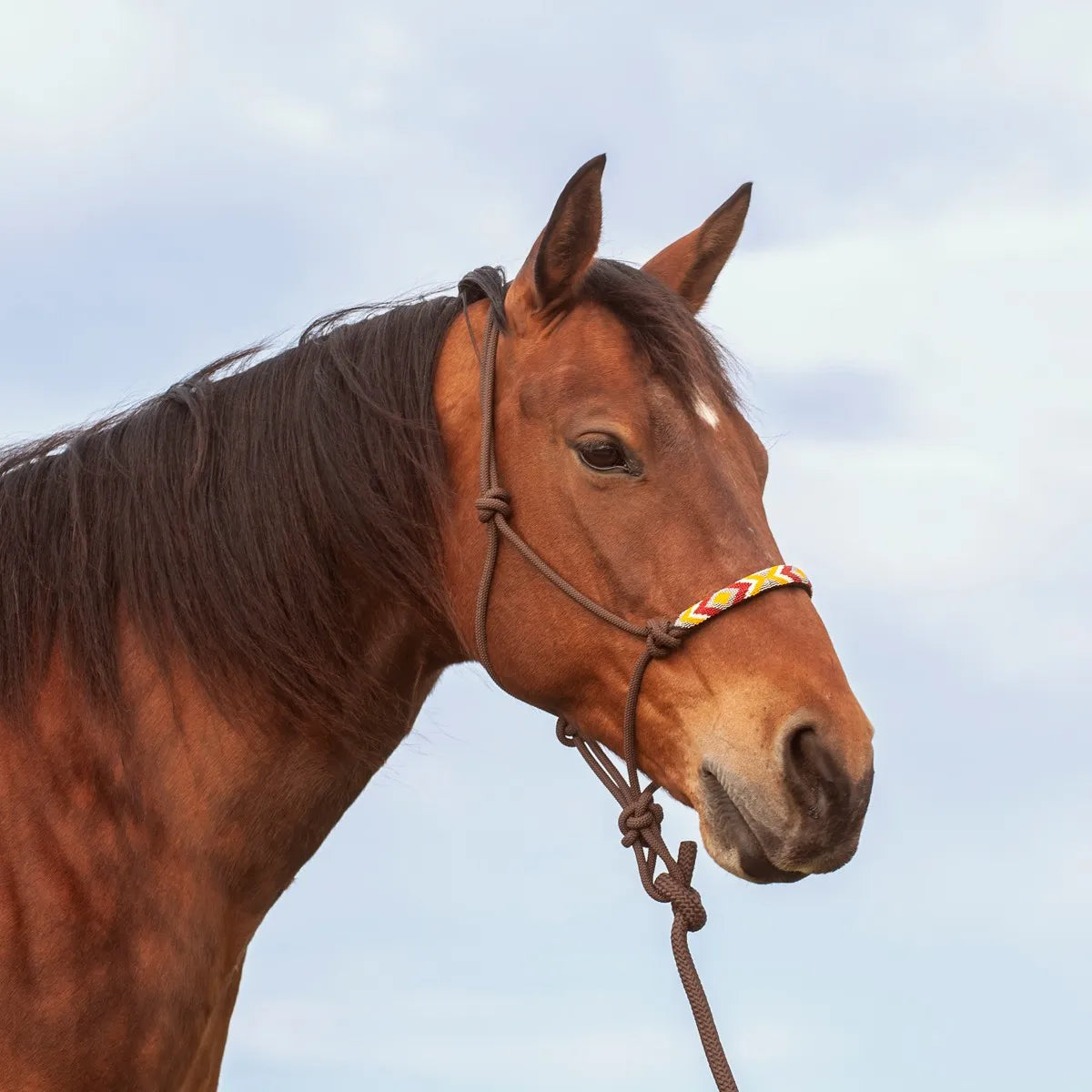 Cashel Beaded Nose Rope Halter with Lead in Chocolate shown on a bay horse. This premium western rope halter features a striking red, yellow, and white beaded noseband for an artisanal touch. Crafted with durable chocolate brown rope, it includes a matching lead rope, making it ideal for horse training, ground work, or trail riding. A stylish and functional addition to any equestrian tack collection.