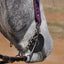 Close-up of a horse's head wearing a bridle with a purple strap in an outdoor setting.