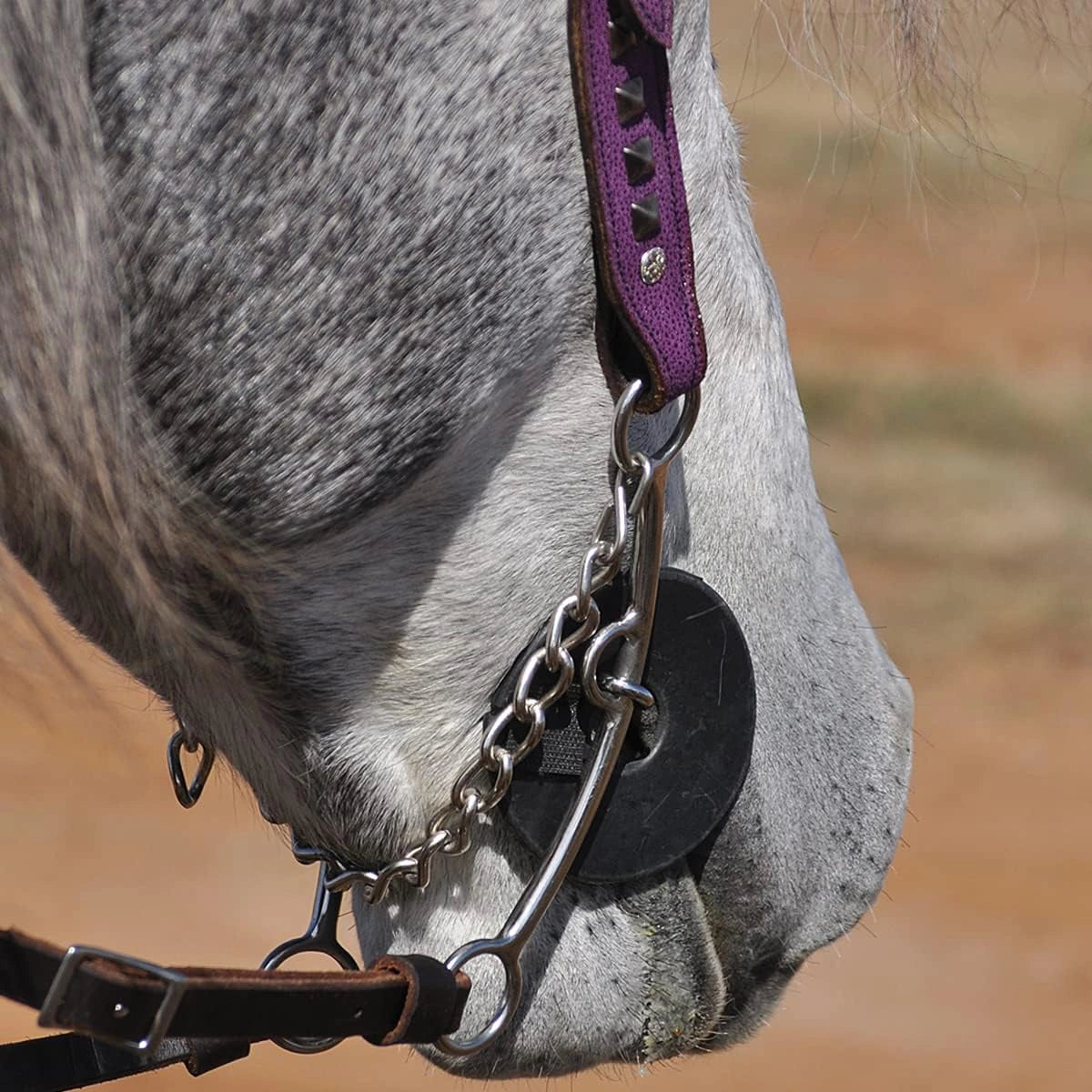 Close-up of a horse's head wearing a bridle with a purple strap in an outdoor setting.