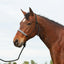 Cashel Braided Rope Horse Halter in black featuring a decorative black and white braided noseband for added comfort and style. This durable rope halter includes a matching 7.5ft black lead rope and is shown on a bay horse. Designed for training and daily use, this high-quality equestrian gear offers superior control and durability. Ideal for horse owners looking for a comfortable, heavy-duty halter with a stylish braided design.
