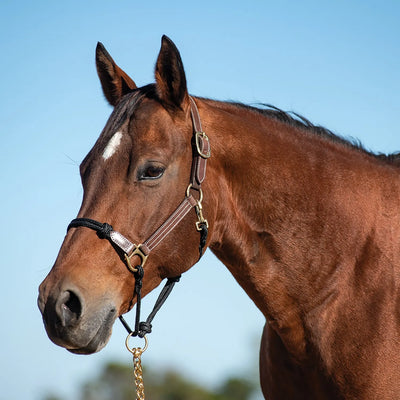 Cashel Combo Leather & Rope Horse Halter shown on a bay horse. This durable training halter combines high-quality brown leather with a black rope noseband for extra control and classic equestrian style. Featuring sturdy brass hardware and reinforced stitching, it's a versatile choice for ground work, daily handling, and professional horse training. A stylish and functional addition to any tack room.