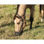 Cashel Company Grazing Muzzle Halter in black worn by a buckskin horse grazing in a sunny field. This equestrian safety gear helps with horse weight management and preventing laminitis by restricting grass intake. The durable nylon halter design provides a secure fit for pasture turnout, making it a must-have for healthy horse care and effective grazing control.