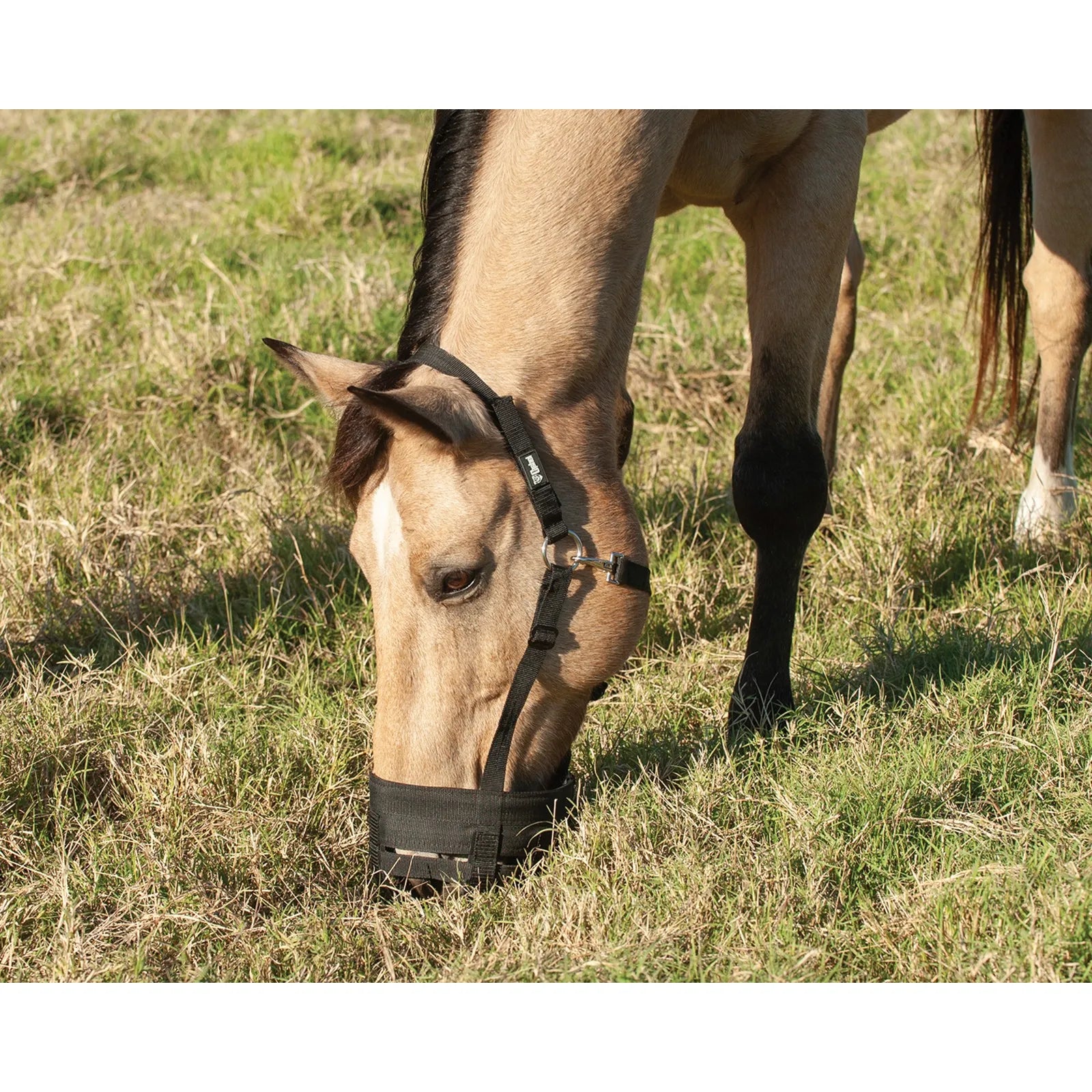 Cashel Company Grazing Muzzle Halter in black worn by a buckskin horse grazing in a sunny field. This equestrian safety gear helps with horse weight management and preventing laminitis by restricting grass intake. The durable nylon halter design provides a secure fit for pasture turnout, making it a must-have for healthy horse care and effective grazing control.