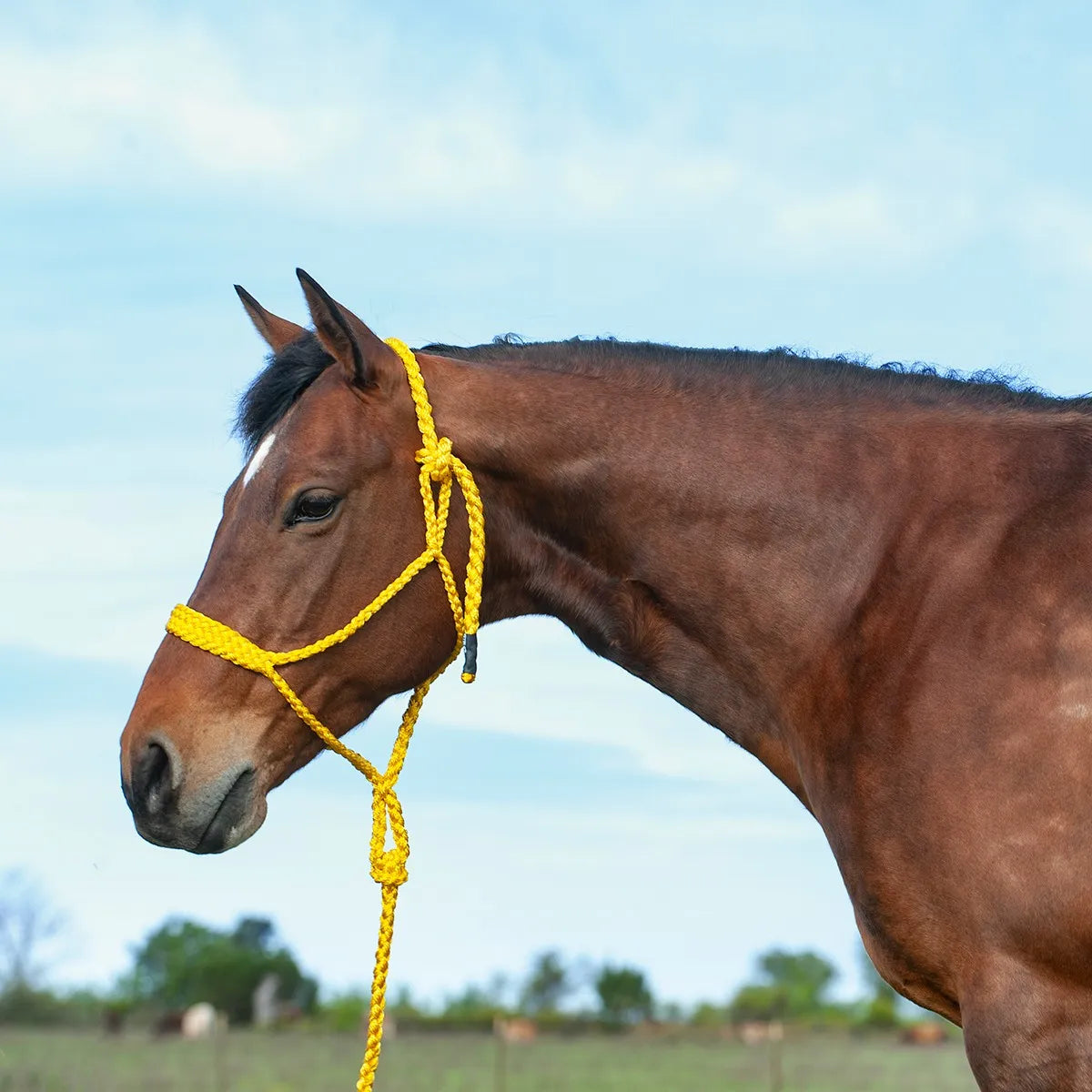 Yellow Rope Halter Cashel Flat Braid Horse Halter | Hooves & Paws