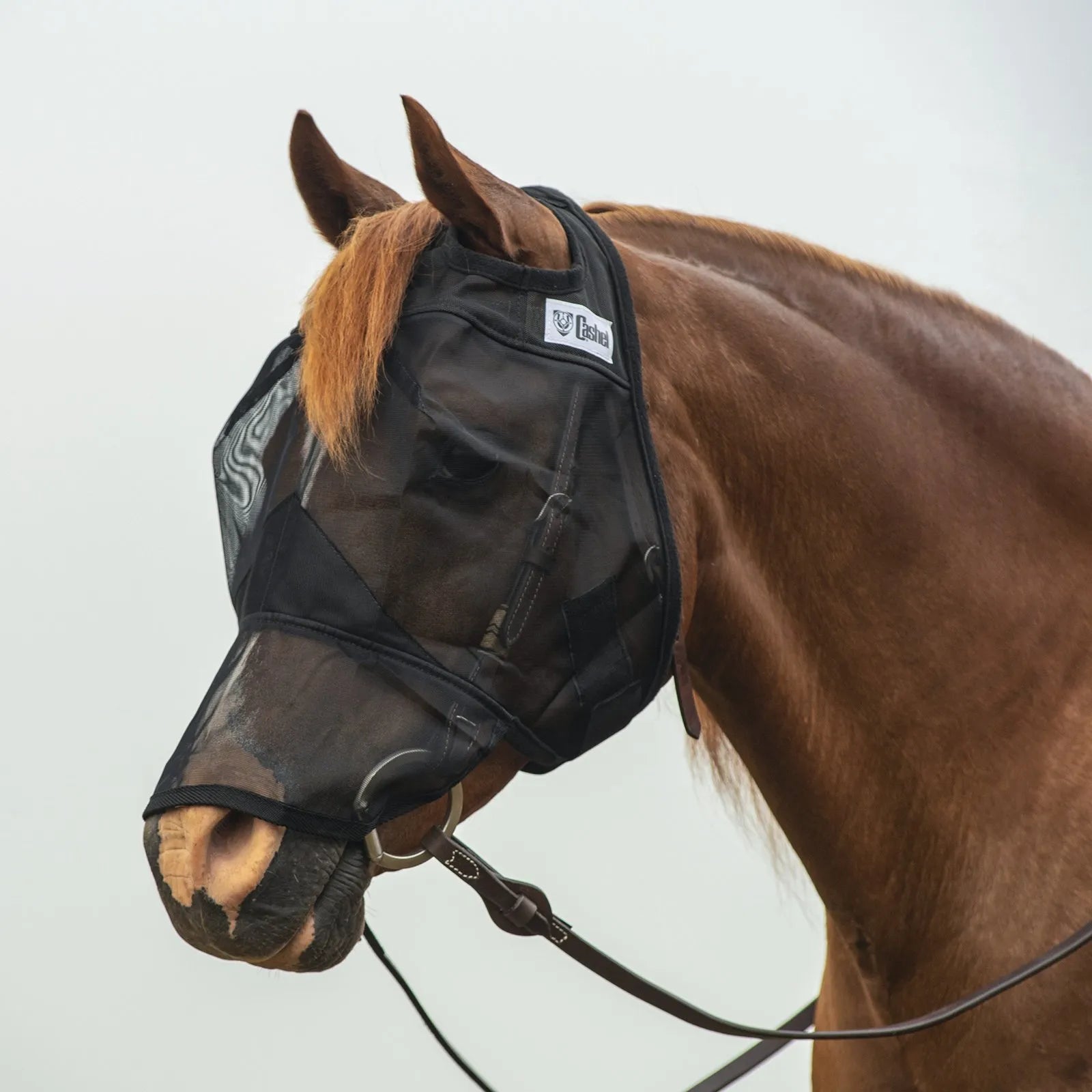 Cashel Quiet Ride Fly Mask in black mesh, shown on a chestnut horse. This equestrian gear provides insect protection for the eyes and nose while riding. Featuring sheer, lightweight mesh for clear visibility, it fits comfortably over a bridle with an earless design. Ideal for trail riding or schooling to shield against flies, gnats, and UV rays. A must-have horse accessory for a focused, bug-free ride.