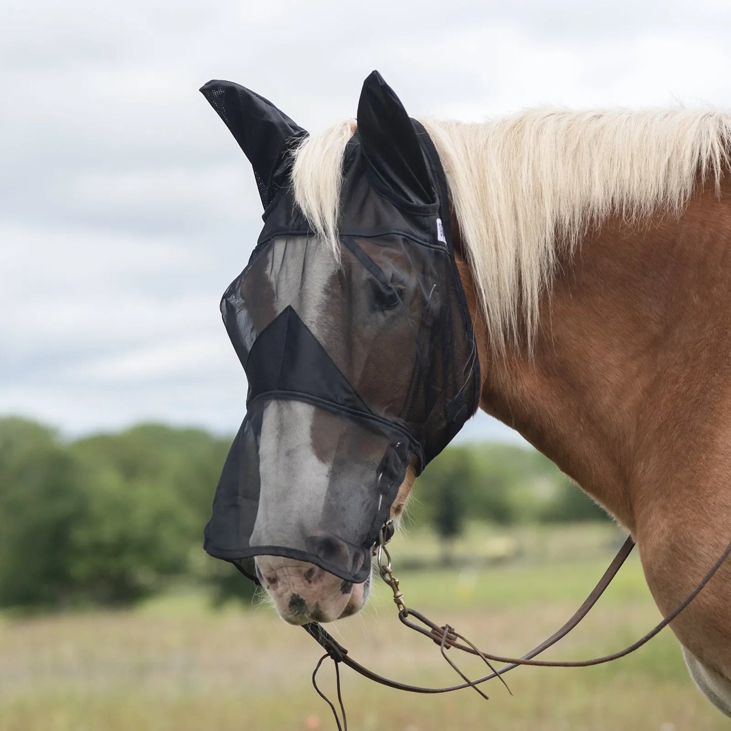 Cashel Quiet Ride Fly Mask in black shown on a chestnut horse with a blonde mane. This premium horse fly mask features ears and a long nose for full-face protection against biting insects while riding. The sheer, lightweight mesh provides excellent visibility and fits comfortably over a bridle. Ideal for trail riding and schooling, this durable equestrian gear ensures a distraction-free ride in a scenic outdoor setting.