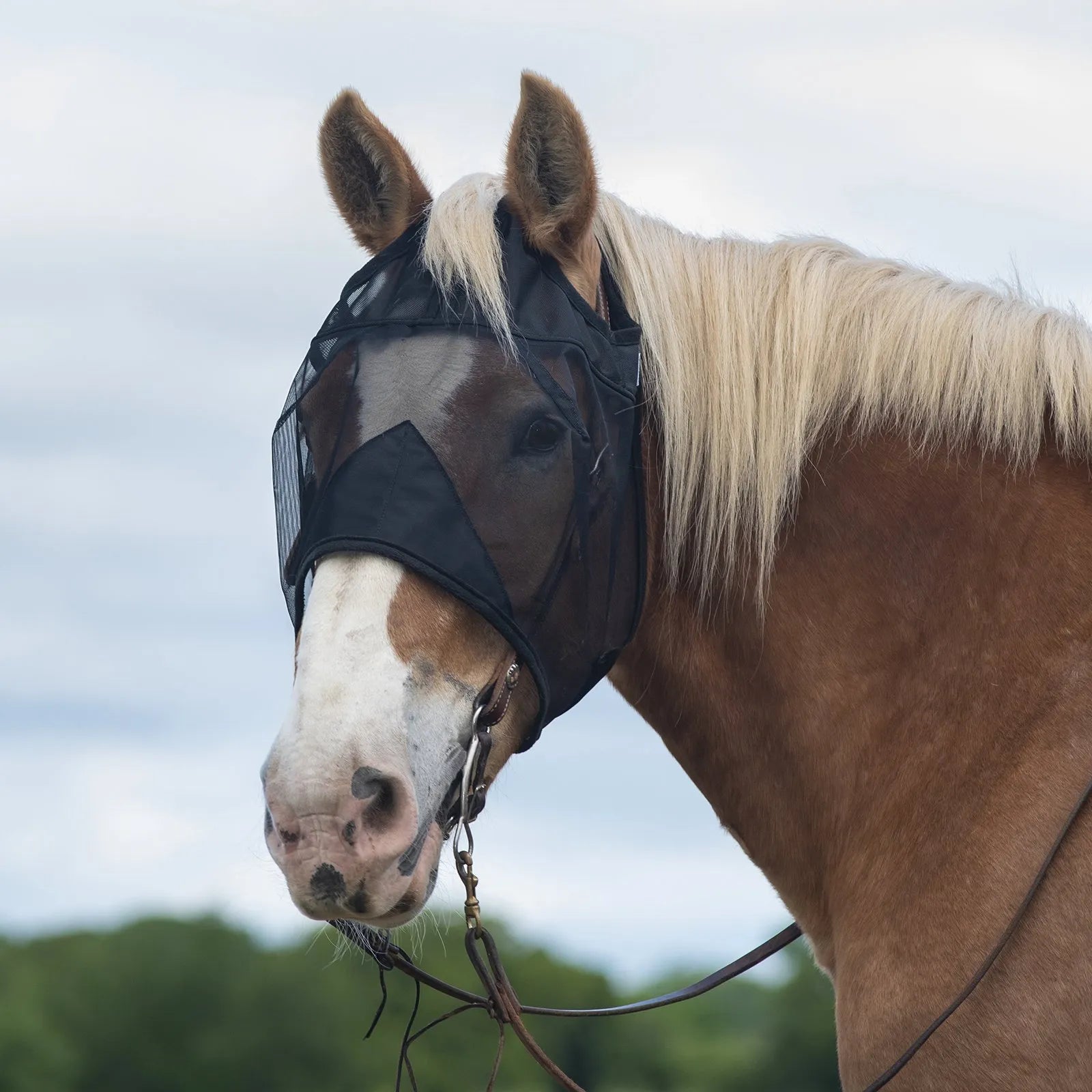 Cashel Quiet Ride Fly Mask in black, shown on a chestnut horse with a blonde mane. This lightweight, sheer mesh fly mask provides essential insect protection while riding, covering the eyes and face without obstructing vision. Designed to fit comfortably over a bridle, it features breathable material and ear openings. A must-have equestrian accessory for focused, bug-free trail rides and schooling sessions.