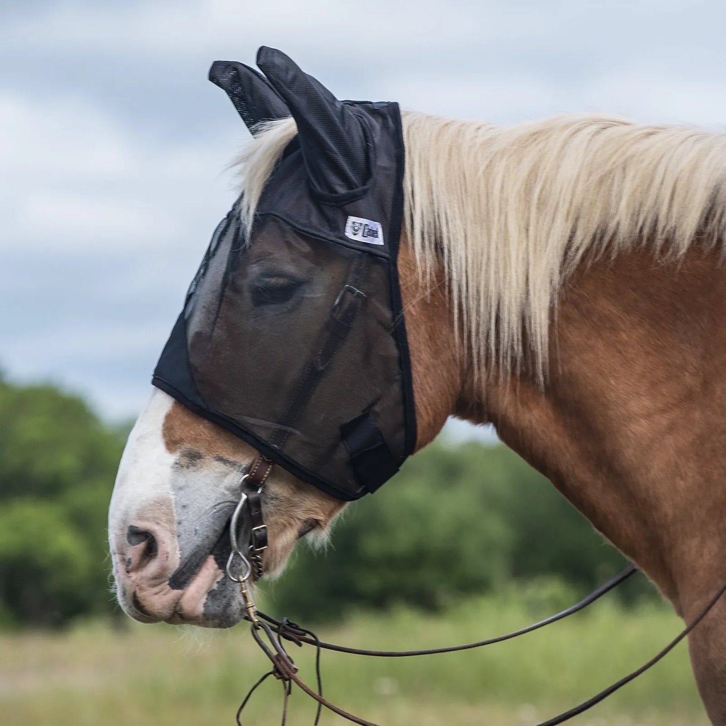 Cashel Quiet Ride Fly Mask in black on a chestnut horse. This breathable mesh horse fly mask with ears provides protection from biting insects and UV rays while riding. Its lightweight, transparent design fits comfortably over the bridle, making it essential equestrian gear for trail riding and outdoor exercise. Keep your horse focused and fly-free with this durable, high-visibility riding fly veil.