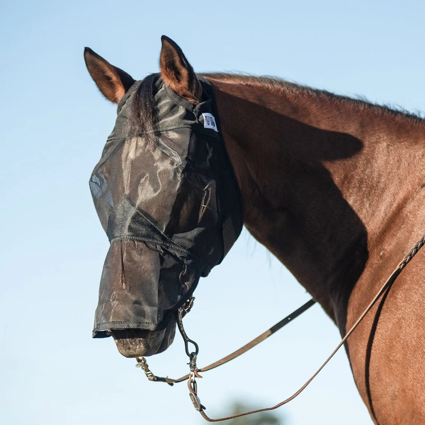 Cashel Quiet Ride Fly Mask in black worn by a bay horse with a bridle. This durable, long-nose horse fly mask features fine mesh to protect against flies and UV rays without obstructing vision. Lightweight and sheer, it’s the ideal riding fly mask for trail rides or training sessions to keep horses calm and focused. Provides full face coverage from eyes to nose while allowing for comfortable movement during work.