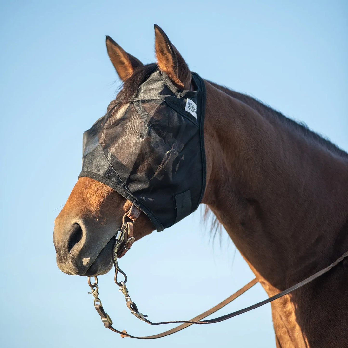 Cashel Quiet Ride Fly Mask in black mesh worn over a bridle on a bay horse. This lightweight, see-through horse fly mask provides essential protection from flies and insects while riding, ensuring a focused and comfortable trail or arena experience. The durable mesh design protects the horse's eyes from UV rays and pests without obstructing vision, making it a must-have piece of equestrian riding gear for summer.