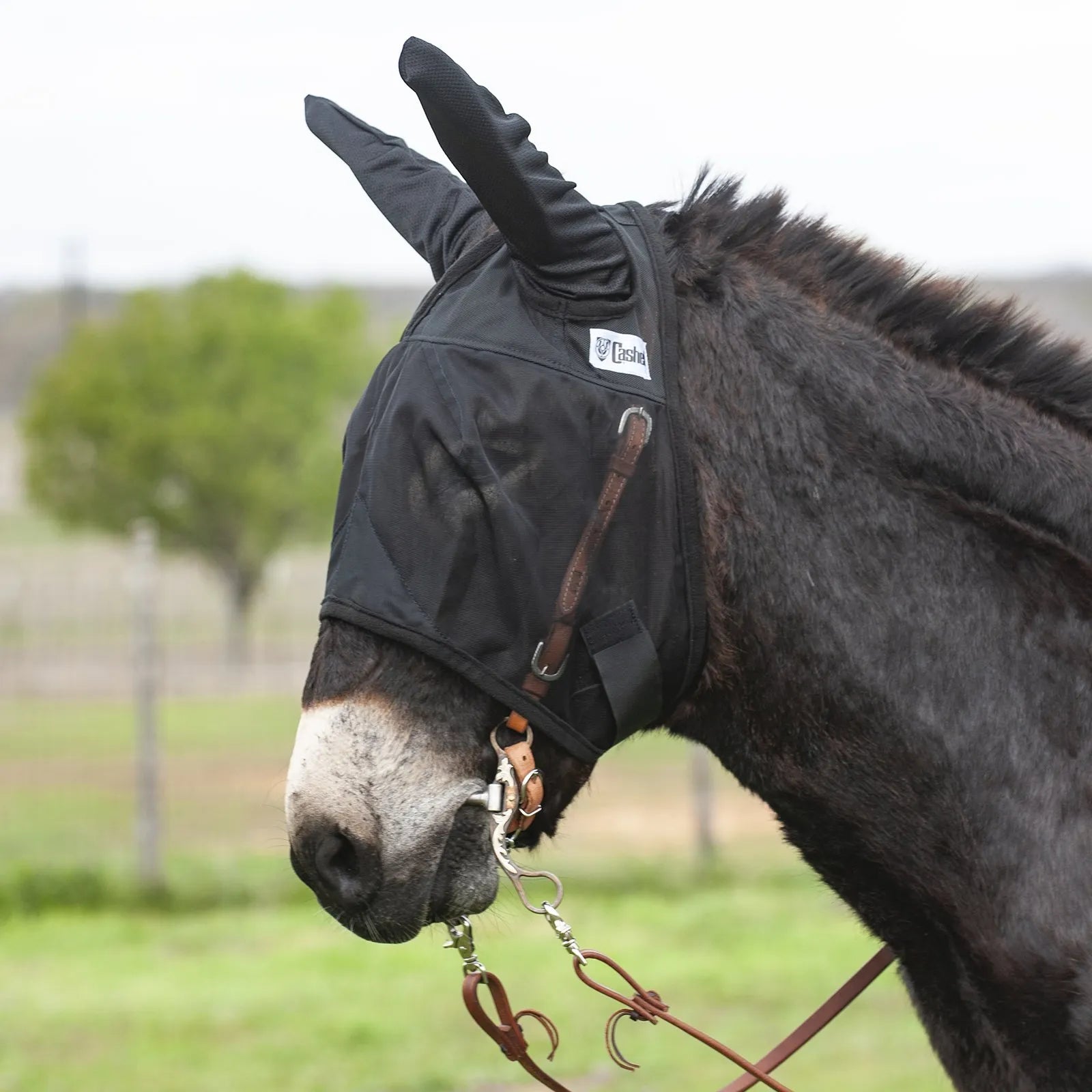 Black Cashel Quiet Ride Fly Mask with ears, specifically designed for mules or donkeys. This breathable black mesh fly mask protects against biting insects and UV rays during rides. Shown secured over a leather bridle and bit on a dark mule, it offers clear visibility and comfort for trail riding. A durable and essential piece of equestrian fly protection for summer adventures.