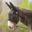 Cashel Quiet Ride Fly Mask with Long Ears in black mesh, specifically designed for mules and donkeys. This breathable equine fly mask provides insect protection during rides and is shown fitting comfortably over a leather bridle. The lightweight, transparent mesh ensures clear visibility while blocking biting flies and pests. Ideal for trail riding, this durable mule fly mask is a must-have for bug-free outdoor adventures.