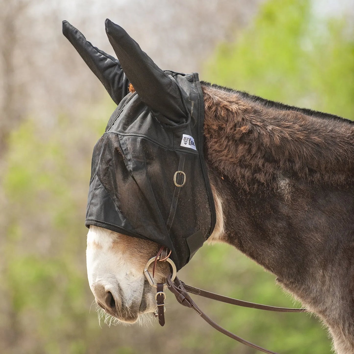 Cashel Quiet Ride Fly Mask with Long Ears in black mesh, specifically designed for mules and donkeys. This breathable equine fly mask provides insect protection during rides and is shown fitting comfortably over a leather bridle. The lightweight, transparent mesh ensures clear visibility while blocking biting flies and pests. Ideal for trail riding, this durable mule fly mask is a must-have for bug-free outdoor adventures.