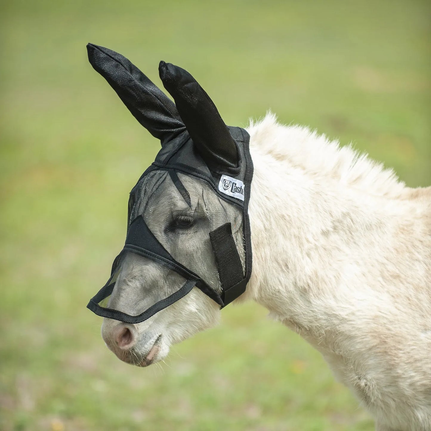 Cashel Quiet Ride Fly Mask in black, shown on a white donkey. This lightweight mesh mask features long ear coverage and a nose piece for complete insect protection and sun safety. Ideal for outdoor riding and pasture use, the high-visibility mesh keeps donkeys and mules comfortable and fly-free. Essential protective gear for equestrian pest management and trail riding comfort.