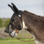 Cashel Quiet Ride Fly Mask in black, designed with extra-long ears and nose protection for mules or donkeys. This lightweight mesh fly mask is shown fitted over a leather bridle, providing a secure and breathable insect barrier for trail riding. The translucent mesh allows for clear vision while protecting sensitive ears and faces from flies and mosquitoes. Ideal equestrian gear for fly protection and animal comfort.