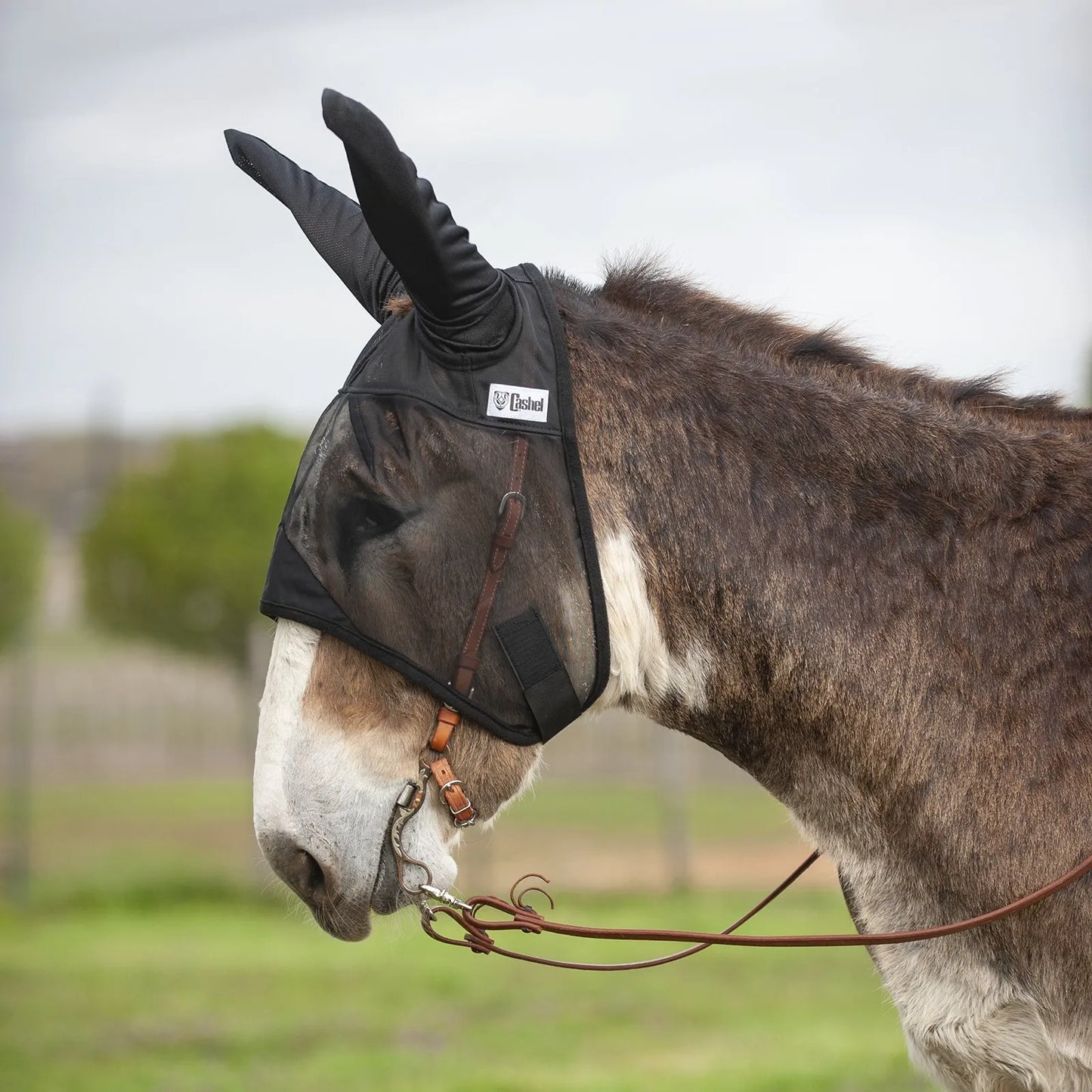 Cashel Quiet Ride Fly Mask with long ears shown on a mule. This black mesh fly mask provides superior insect protection while riding and fits comfortably over a leather bridle. Ideal for mules or donkeys, the mask features extra-long ear covers and fine, lightweight mesh for clear vision and trail riding comfort. Perfect for bug-free riding, this durable Cashel fly mask offers essential UV and fly protection for horses, mules, and donkeys.
