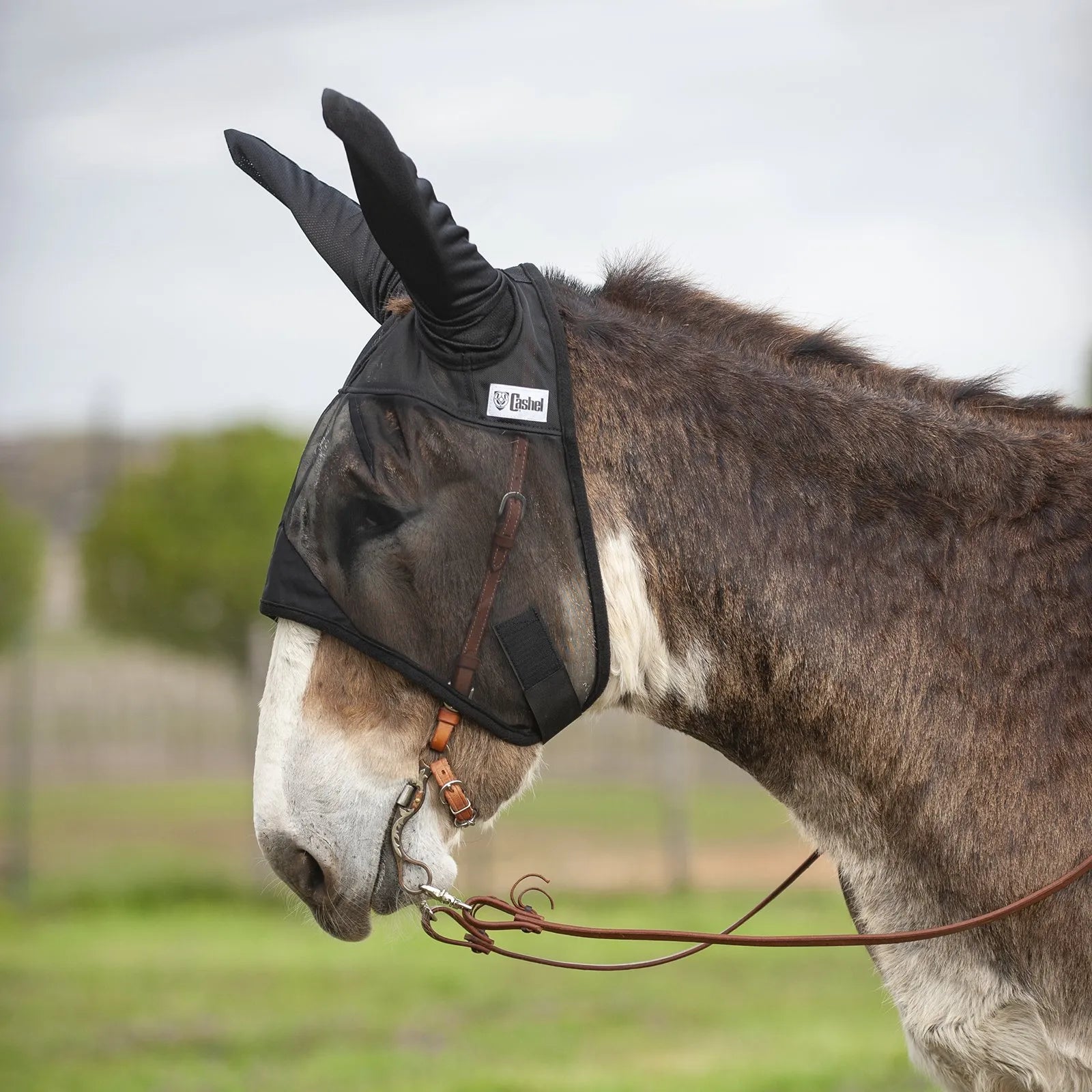Cashel Quiet Ride Fly Mask with long ears shown on a mule. This black mesh fly mask provides superior insect protection while riding and fits comfortably over a leather bridle. Ideal for mules or donkeys, the mask features extra-long ear covers and fine, lightweight mesh for clear vision and trail riding comfort. Perfect for bug-free riding, this durable Cashel fly mask offers essential UV and fly protection for horses, mules, and donkeys.