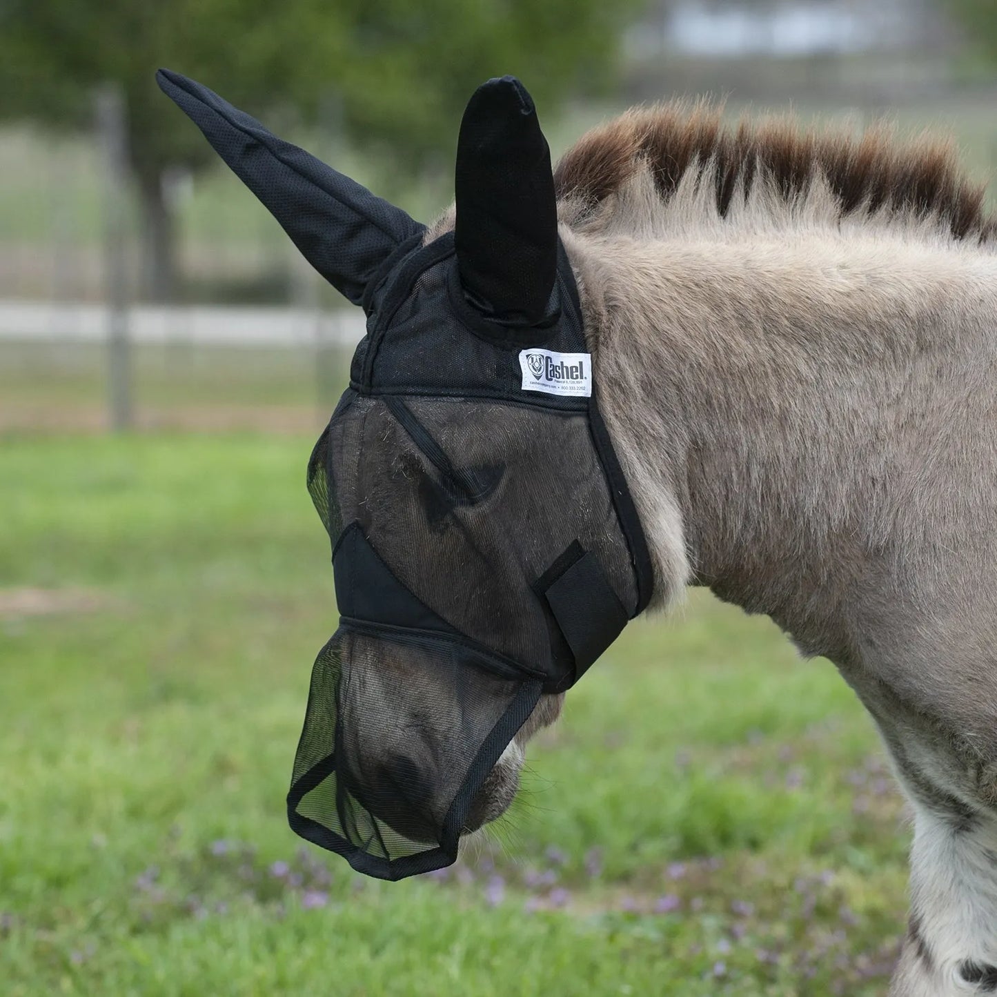Cashel Quiet Ride Fly Mask in black mesh, expertly fitted on a donkey. This durable equine fly mask features long ear covers and a nose piece for full-face protection against biting insects and UV rays. Designed with breathable, lightweight mesh and a secure fit, it’s ideal for donkeys, mules, and trail riding. Ensure your equine friend stays comfortable and fly-free with this high-quality Cashel protective gear.