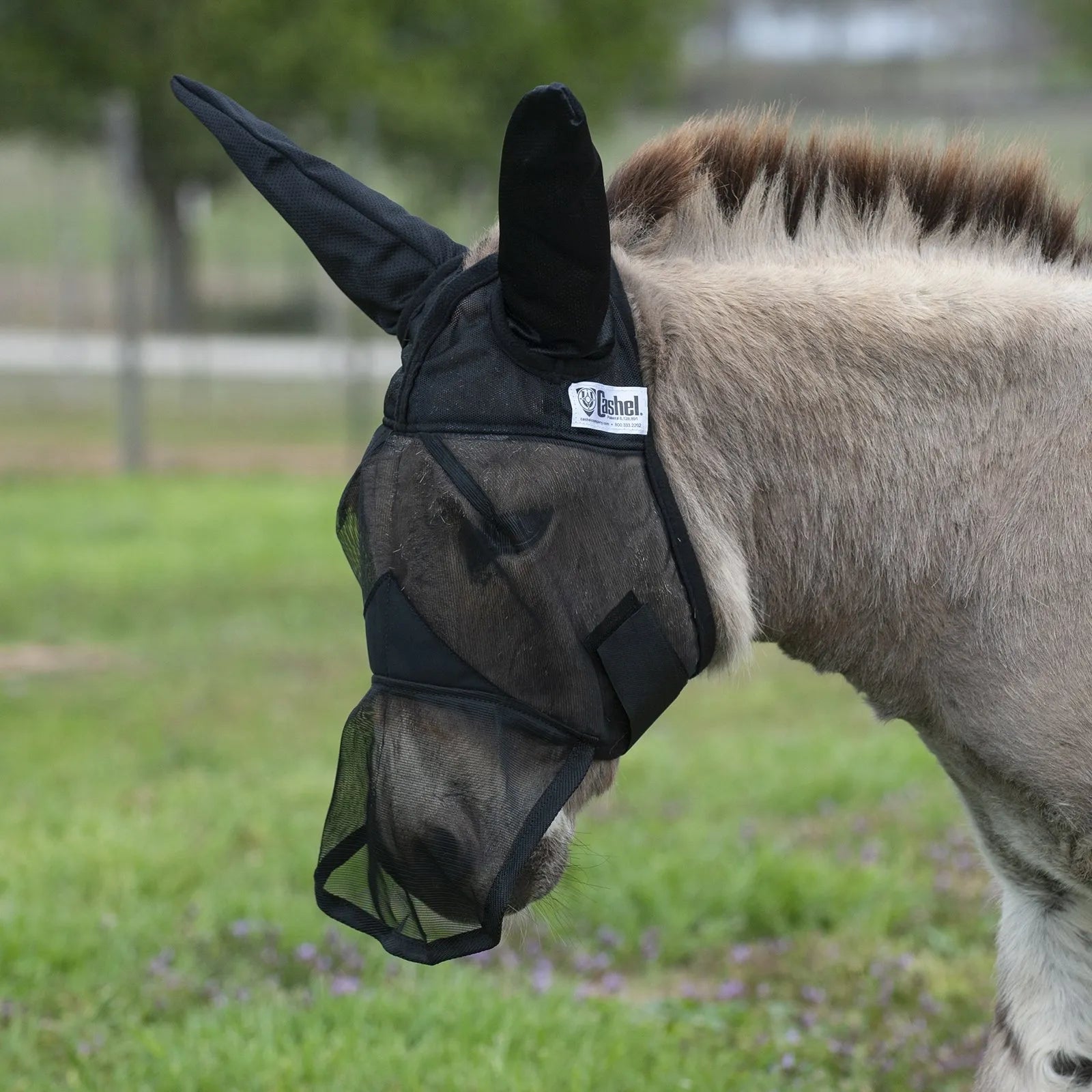 Cashel Quiet Ride Fly Mask in black mesh, expertly fitted on a donkey. This durable equine fly mask features long ear covers and a nose piece for full-face protection against biting insects and UV rays. Designed with breathable, lightweight mesh and a secure fit, it’s ideal for donkeys, mules, and trail riding. Ensure your equine friend stays comfortable and fly-free with this high-quality Cashel protective gear.