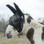 Cashel Quiet Ride Fly Mask in black mesh worn by a spotted mule. This lightweight, breathable horse fly mask features extra-long ear covers and a transparent mesh design to provide superior protection from flies and insects while riding. The durable construction and soft edges ensure a comfortable fit for donkeys and mules, making it an essential piece of equestrian fly protection gear for summer trail rides and outdoor activities.