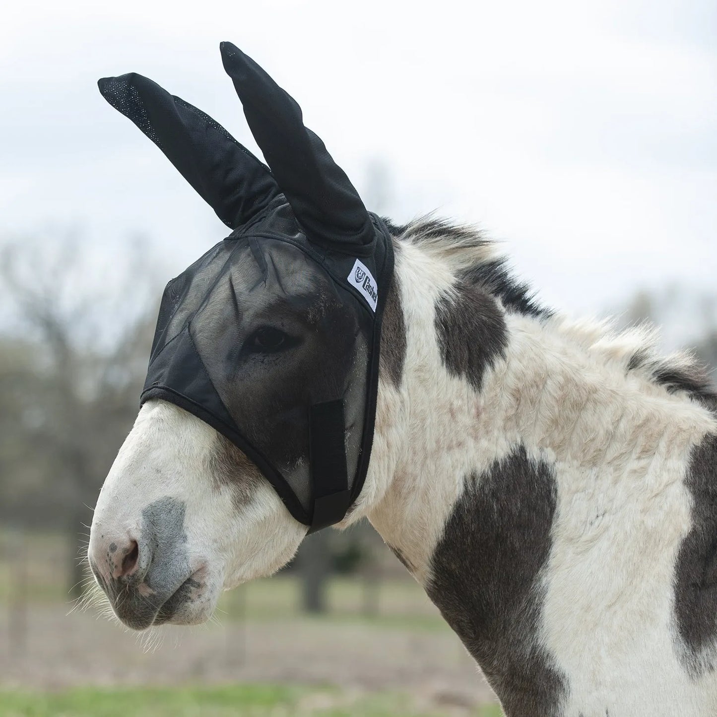 Cashel Quiet Ride Fly Mask in black mesh worn by a spotted mule. This lightweight, breathable horse fly mask features extra-long ear covers and a transparent mesh design to provide superior protection from flies and insects while riding. The durable construction and soft edges ensure a comfortable fit for donkeys and mules, making it an essential piece of equestrian fly protection gear for summer trail rides and outdoor activities.