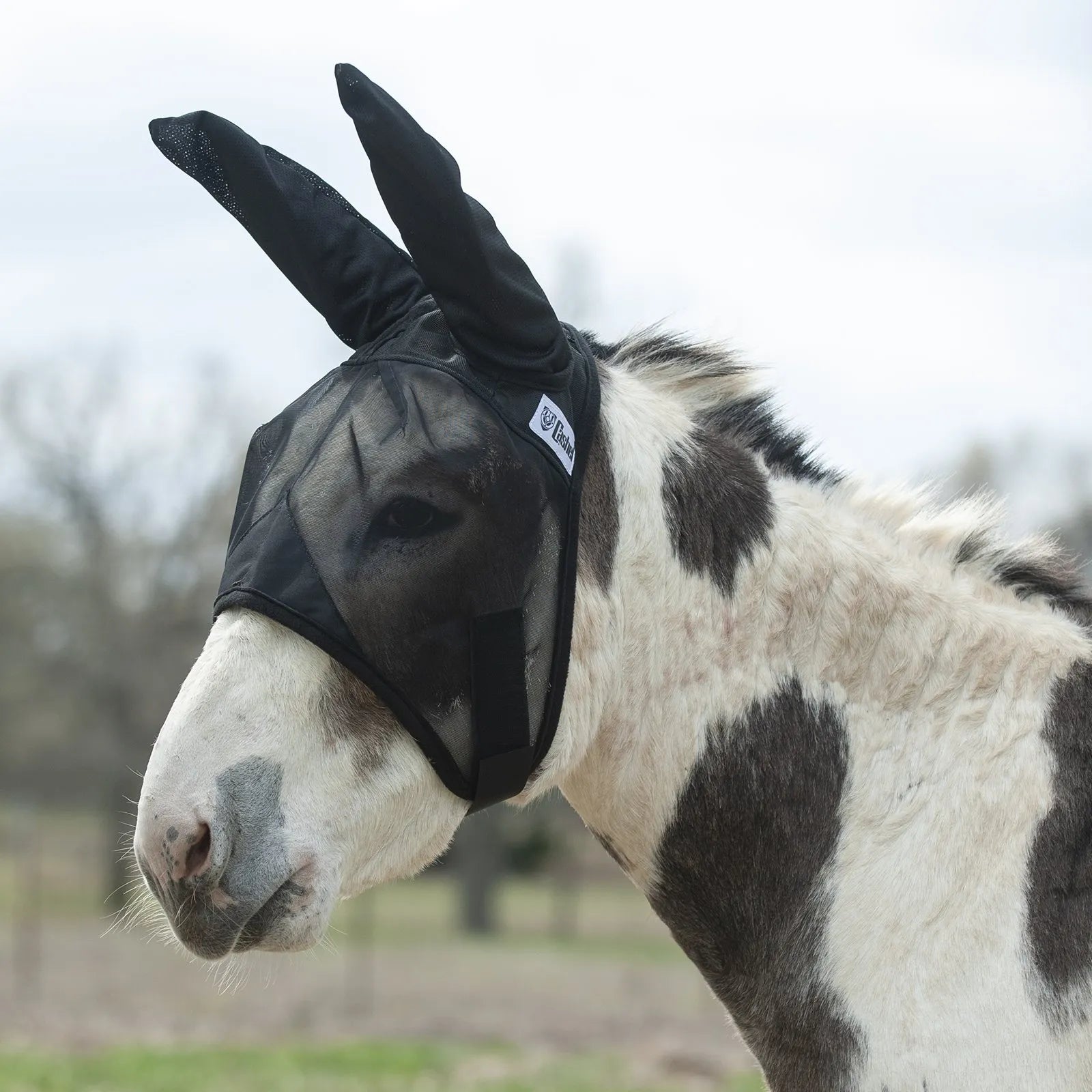 Cashel Quiet Ride Fly Mask in black mesh worn by a spotted mule. This lightweight, breathable horse fly mask features extra-long ear covers and a transparent mesh design to provide superior protection from flies and insects while riding. The durable construction and soft edges ensure a comfortable fit for donkeys and mules, making it an essential piece of equestrian fly protection gear for summer trail rides and outdoor activities.