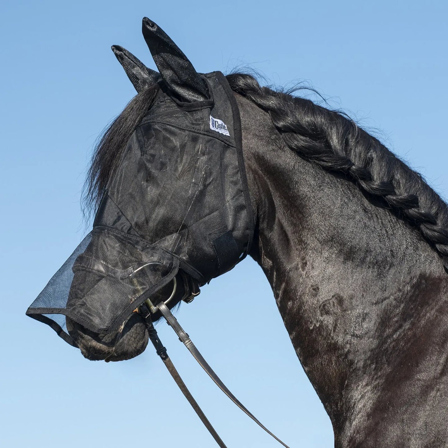 Cashel Quiet Ride Fly Mask with ears and long nose piece shown on a black horse with a braided mane. This black mesh riding fly mask provides full-face protection from flies and UV rays while maintaining clear visibility for the horse. An essential lightweight equestrian accessory for comfortable, bug-free horseback riding on trails or in the ring.