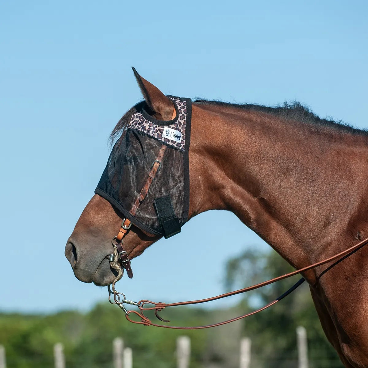 Cashel Quiet Ride Leopard Fly Mask on a bay horse, featuring protective black mesh and a trendy leopard print trim. This equestrian fly mask fits easily over a leather bridle and bit, offering stylish insect protection during trail rides or schooling. A must-have accessory for horse comfort, it keeps flies away from eyes while under saddle. Perfect for riders looking for high-visibility, see-through fly protection with a touch of flair.