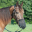 Cashel Quiet Ride Nose Net in black breathable mesh attached to a brown horse's leather bridle. Designed to provide relief from headshaking syndrome and protect against annoying insects and dust during rides. This lightweight, fine-mesh nose mask ensures maximum airflow and comfort for your horse. A must-have equestrian accessory for peaceful trail riding and focused training.