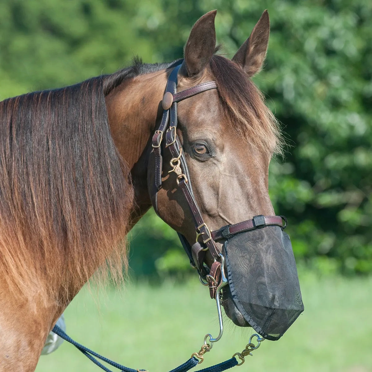 Cashel Quiet Ride Nose Net in black mesh attached to a brown leather bridle on a chestnut horse. This essential equestrian accessory protects against flies, dust, and insects while managing headshaking syndrome. The lightweight, breathable design allows for comfortable riding and clear breathing on the trail. Perfect for horse owners seeking effective fly protection and relief from headshaking triggers.