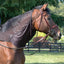 Cashel Quiet Ride black mesh neck cover on a bay horse with a leather bridle. This lightweight and breathable horse fly protection is designed to shield the neck from biting insects during trail rides. Durable, see-through equestrian gear providing effective fly defense for a quiet, focused ride. Perfect for summer horse care and fly relief while under saddle.
