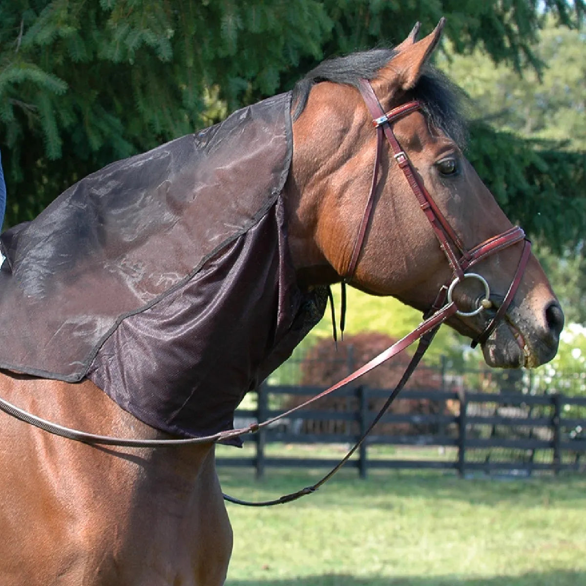 Cashel Quiet Ride black mesh neck cover on a bay horse with a leather bridle. This lightweight and breathable horse fly protection is designed to shield the neck from biting insects during trail rides. Durable, see-through equestrian gear providing effective fly defense for a quiet, focused ride. Perfect for summer horse care and fly relief while under saddle.