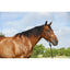 Durable Cashel Rawhide Halter in black rope featuring a natural rawhide noseband, shown on a bay horse with a matching 9-foot lead rope. This professional-grade horse halter is perfect for training and daily handling, offering both style and strength. Ideal for equestrian enthusiasts looking for rugged, high-quality horse tack, the image showcases the halter's secure fit and premium materials against a scenic outdoor backdrop.