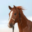 Cashel Rawhide Halter with Lead Rope shown on a chestnut horse. This durable equestrian gear features a black nylon rope construction with a stylish, braided tan rawhide noseband. Perfect for daily horse handling and training, this high-quality horse halter set combines functionality with classic Western style for any horse owner.