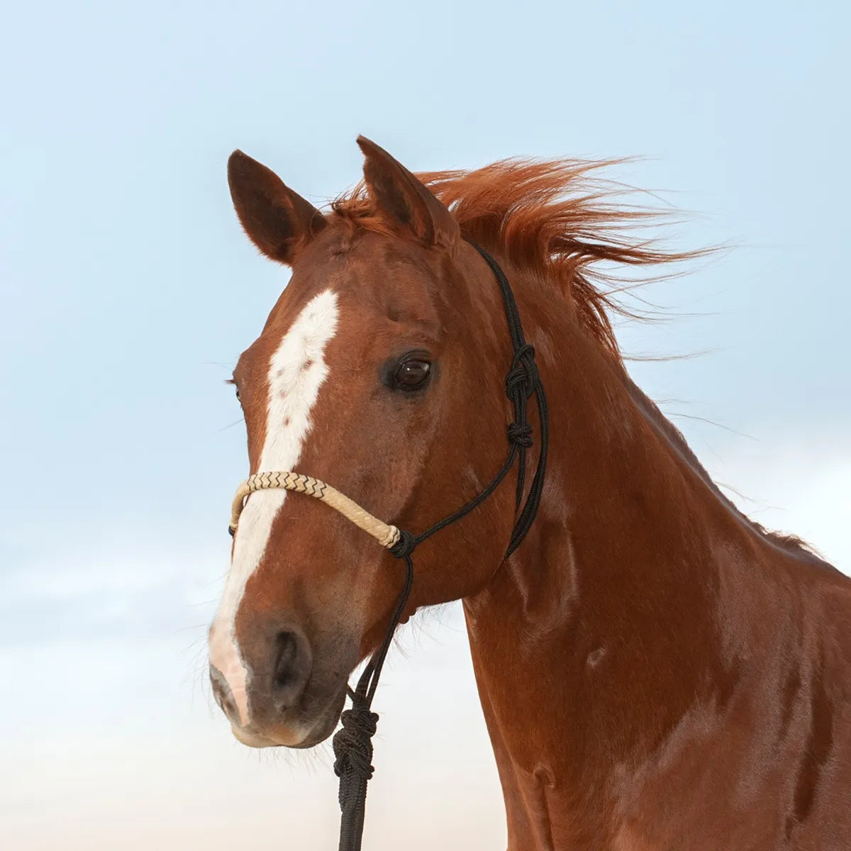 Cashel Rawhide Halter with Lead Rope shown on a chestnut horse. This durable equestrian gear features a black nylon rope construction with a stylish, braided tan rawhide noseband. Perfect for daily horse handling and training, this high-quality horse halter set combines functionality with classic Western style for any horse owner.