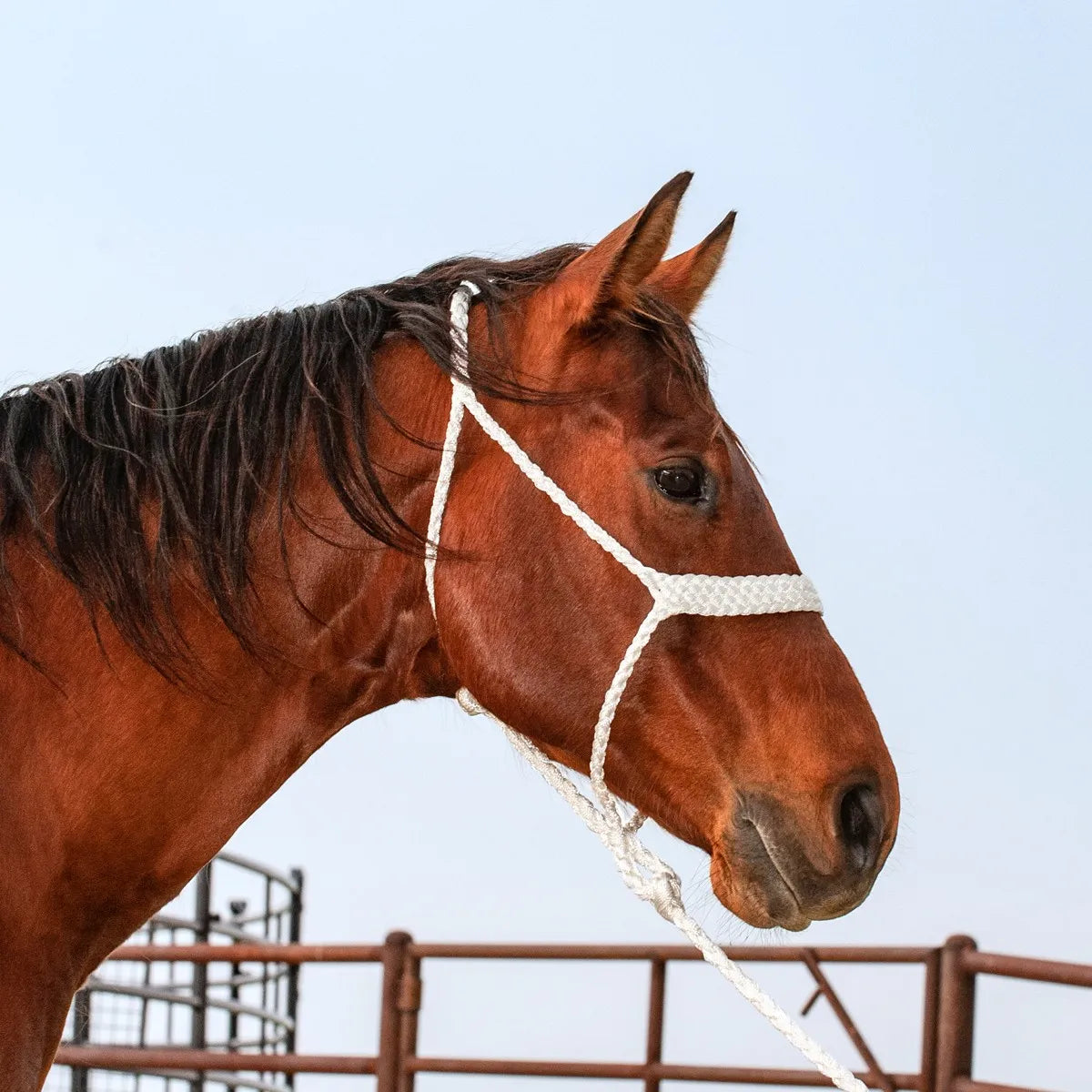 White Classic Equine Braided Nylon Rope Halter with 8' lead on a bay horse. This durable, fade-resistant equestrian training tool features a thick braided noseband and precision knots for optimal control during groundwork. The high-quality white rope provides a sharp contrast against the horse's chestnut coat and dark mane, making it a stylish and functional choice for any horse owner or trainer looking for reliable, professional-grade horse tack.