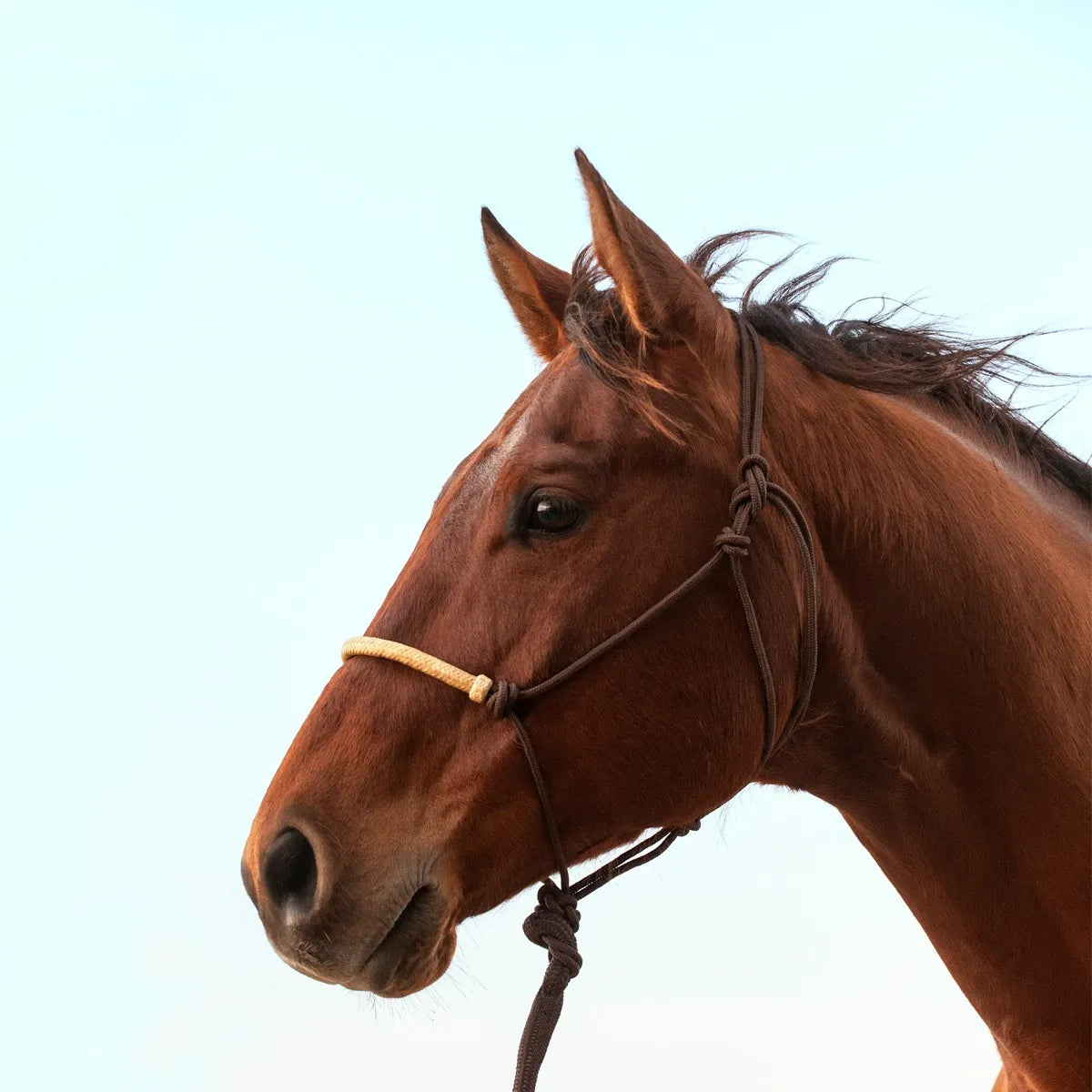 Classic Equine Braided Rawhide Noseband Rope Halter with Lead shown on a chestnut horse. This durable brown nylon horse halter features an intricate tan rawhide braided noseband for added control and classic western style. High-quality equestrian gear perfect for horse training, groundwork, and everyday handling, offering a professional look and reliable performance for horse owners and enthusiasts.