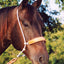 Classic Equine Headset Tiedown featuring a durable double white rope crown and a thick tan leather padded noseband on a bay horse. This professional equestrian training tool is designed for precise head positioning and maximum comfort. High-quality materials and classic design make it a staple for western horse training and performance. Perfect for riders looking to enhance their horse's headset with premium tack.