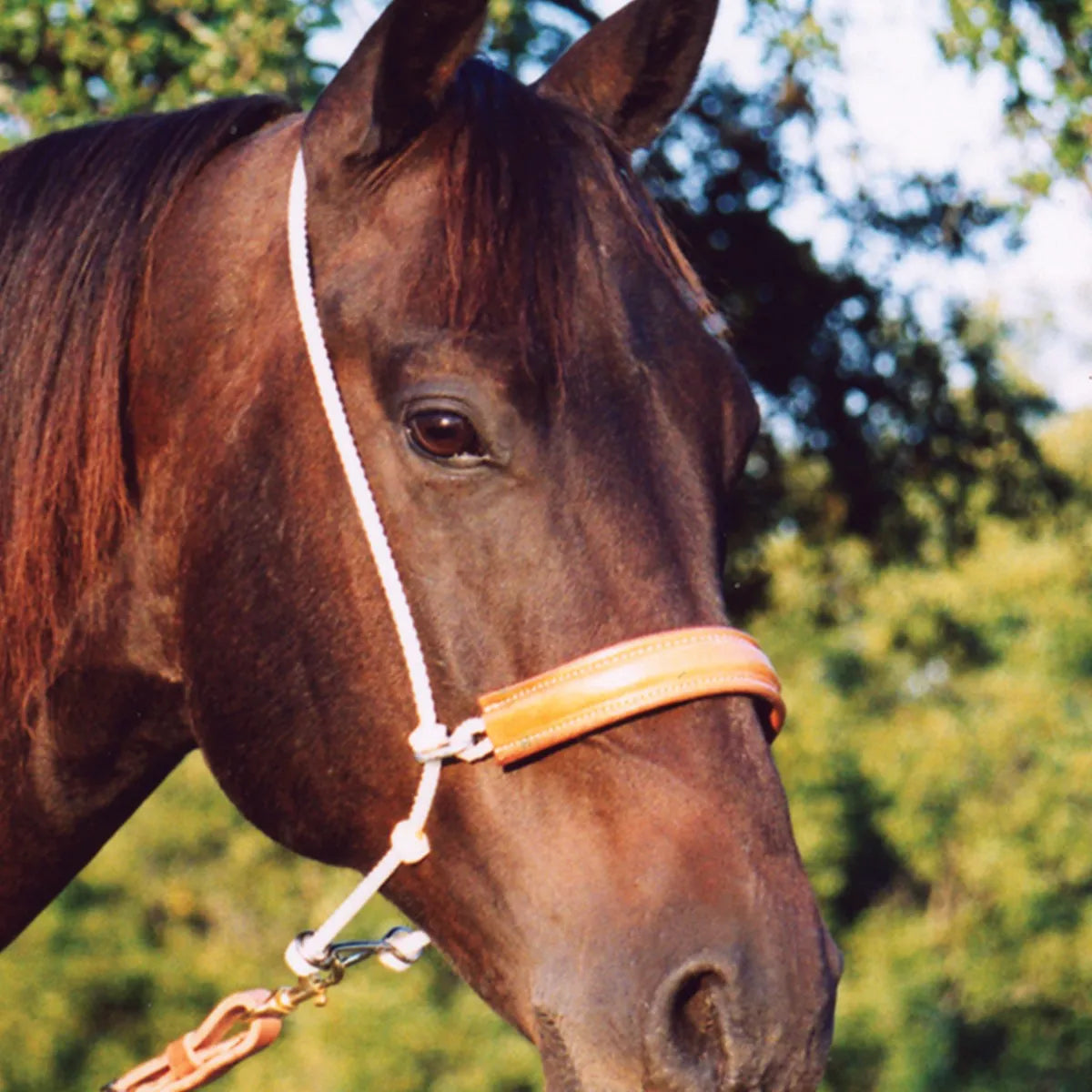 Classic Equine Headset Tiedown featuring a durable double white rope crown and a thick tan leather padded noseband on a bay horse. This professional equestrian training tool is designed for precise head positioning and maximum comfort. High-quality materials and classic design make it a staple for western horse training and performance. Perfect for riders looking to enhance their horse's headset with premium tack.