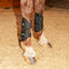 Classic Equine MagNTX Tendon Wraps in black mesh, shown on a chestnut horse's lower legs. These magnetic therapy boots feature two adjustable Velcro straps, a breathable mesh design, and the signature green MagNTX logo. Ideal for fast recovery and injury prevention, these equine wraps provide essential support and therapeutic benefits during stall time or transport. A must-have for horse owners seeking high-quality leg protection and advanced healing gear.