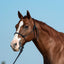 Classic Equine black nylon rope horse halter on a chestnut horse with a white blaze. This durable, professional-grade equestrian tack features a comfortable knotted design and includes a matching 9ft leadrope. Perfect for training and everyday horse handling, this high-quality horse halter is shown in a close-up profile against a clear blue sky, highlighting its sturdy construction and sleek appearance for any equestrian enthusiast.