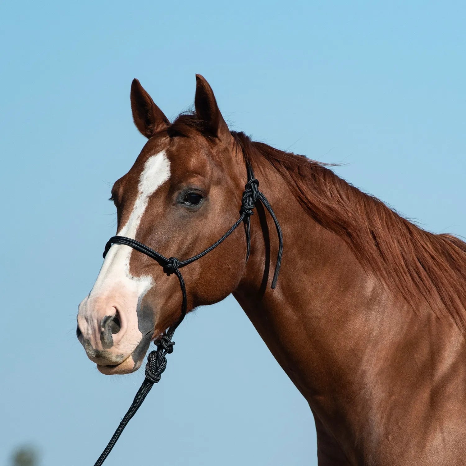 Classic Equine black nylon rope horse halter on a chestnut horse with a white blaze. This durable, professional-grade equestrian tack features a comfortable knotted design and includes a matching 9ft leadrope. Perfect for training and everyday horse handling, this high-quality horse halter is shown in a close-up profile against a clear blue sky, highlighting its sturdy construction and sleek appearance for any equestrian enthusiast.
